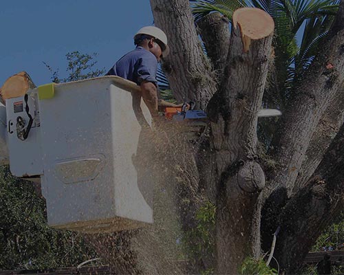 tree-removal-services