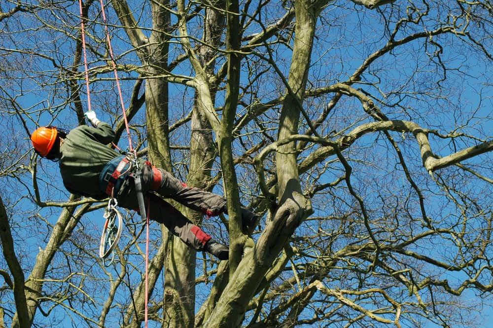 arborist-tree-care-service