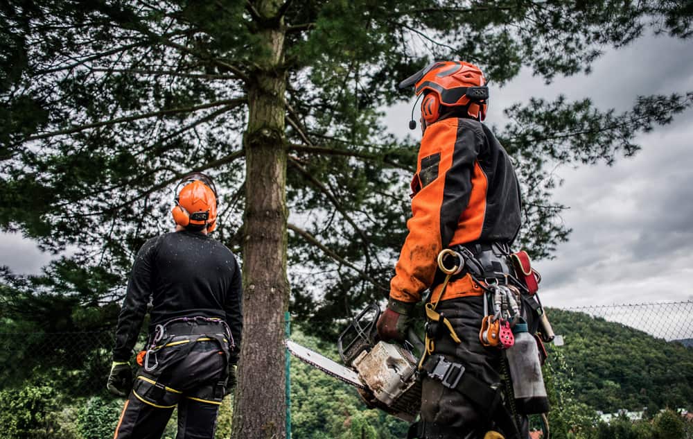 Choosing the Right Tree Service Company