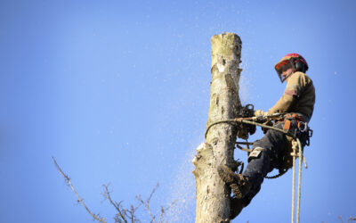 The Importance of Dead Tree Removal
