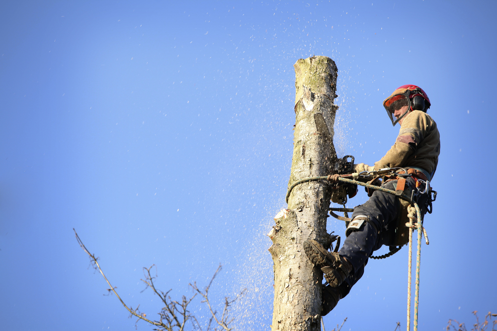 tree removal of dead trees