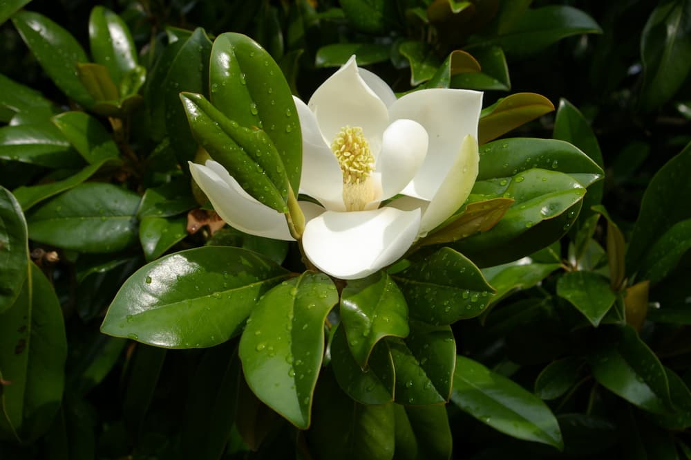 magnolia-tree-arborist-reccomended-fl
