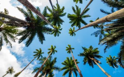 Naples Realtors Love These Three Trees