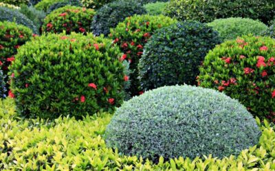 How and When to Fertilize Trees and Shrubs