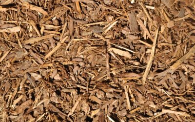 Why That Unappealing White Stuff on Your Mulch is No Big Deal