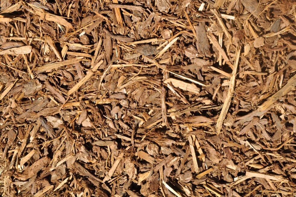 Why That Unappealing White Stuff on Your Mulch is No Big Deal Any