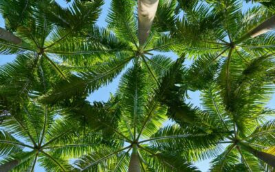 A Troublesome Palm: Knowing When It’s Time for Palm Tree Removal