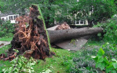 When An Uprooted Tree Uproots Landscaping Plans