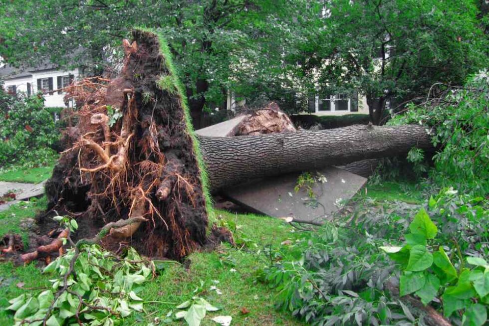 When An Uprooted Tree Uproots Landscaping Plans Any Town Tree