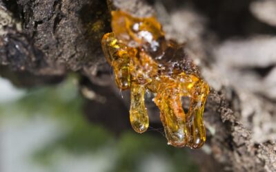 Tree Sap With A Drip, Drip, Drip: Should You Make It Stop?