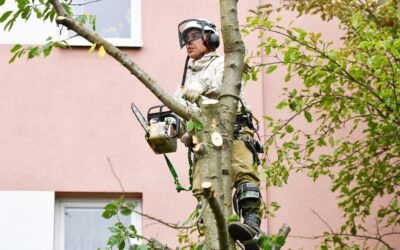 Tree Trimming and Maintenance: Why Is It Important?