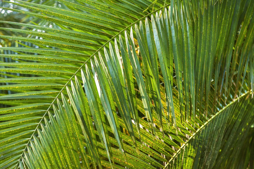south-florida-popular-palm-trees