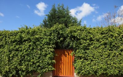 Evergreen Privacy Screens: Creating a Natural, Living Barrier With Trees