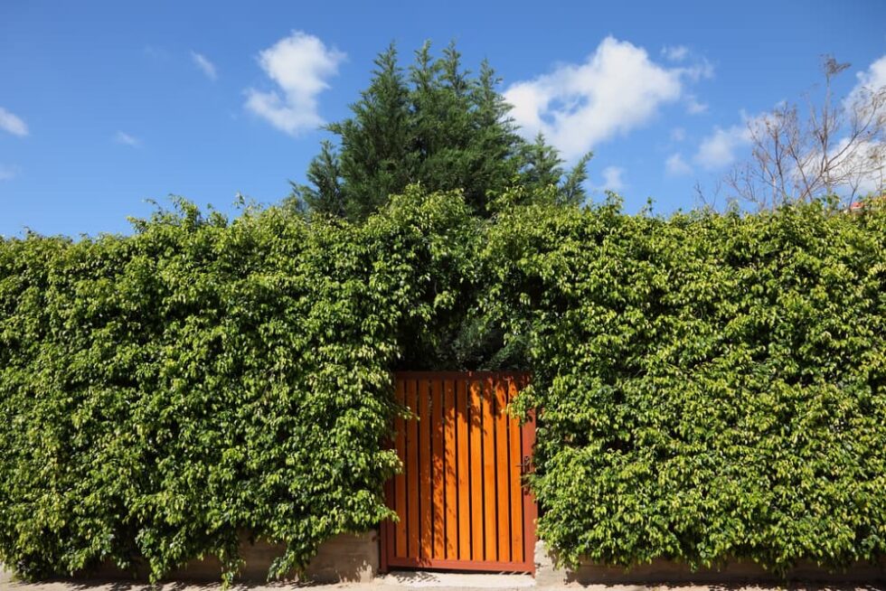 Evergreen Privacy Screens Creating a Natural, Living Barrier With