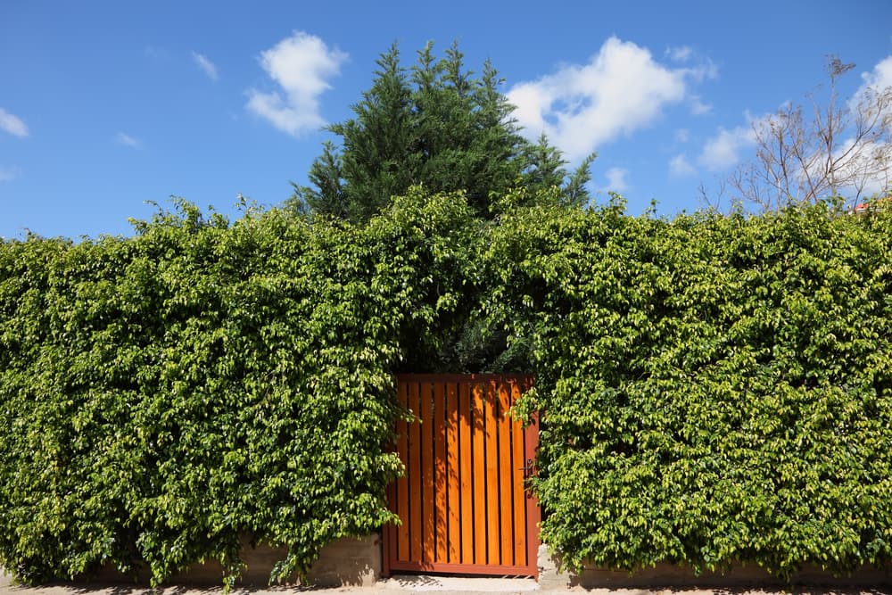 hedge-for-privacy