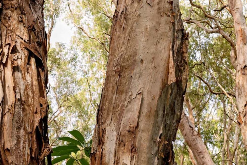 Worried About A Tree Losing Bark? Here’s What To Look For Any Town Tree