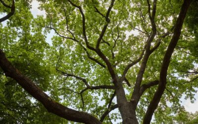 Shade Trees That Can Protect the Yards in Naples, FL