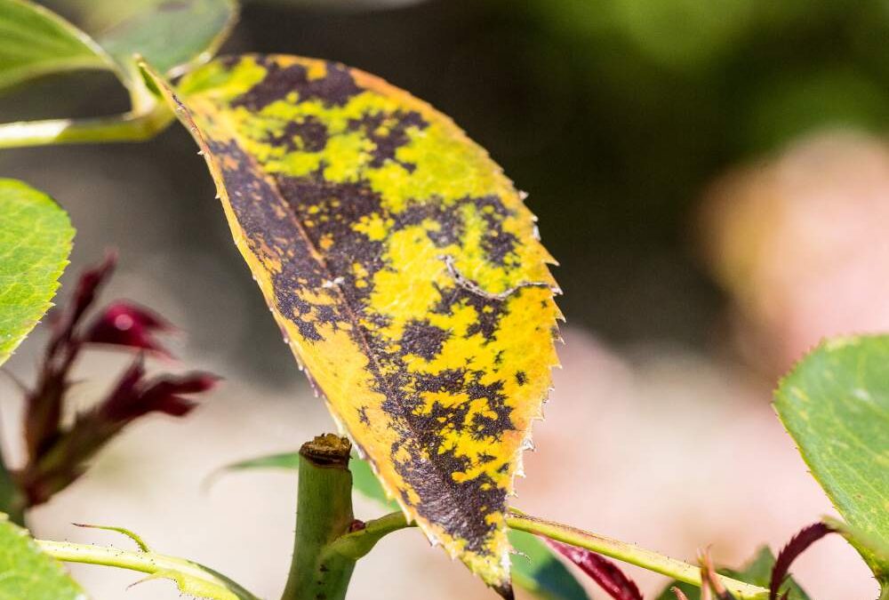 black-spotted-leaves-on-trees-explained