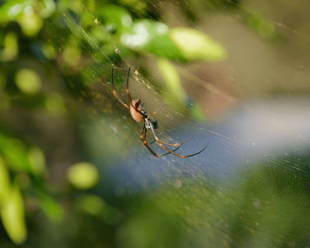 Are Those s In Your Trees From Massive Numbers Of Spiders? Any