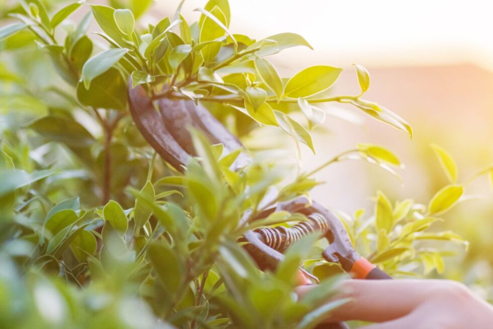 Springtime Pruning Is It A Good Idea? Any Town Tree