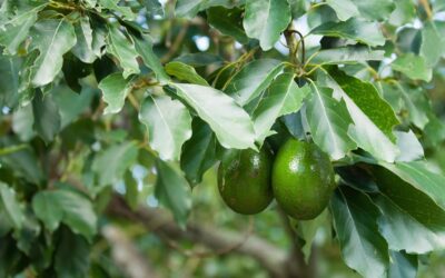 Incorporate Edible Fruit Trees Into Your Residential Landscape For Multiple Benefits