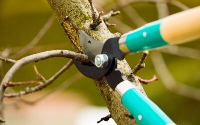 A Summer Guide To Tree Pruning