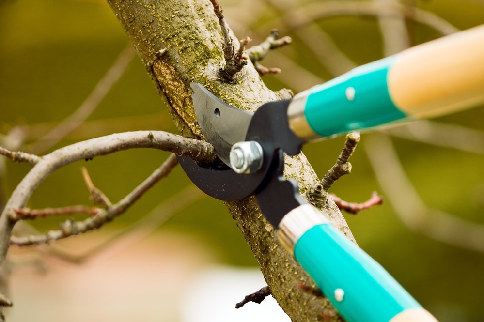 summer guide to tree pruning