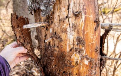 Reasons to Schedule a Tree Risk Assessment From a Local, Certified Arborist