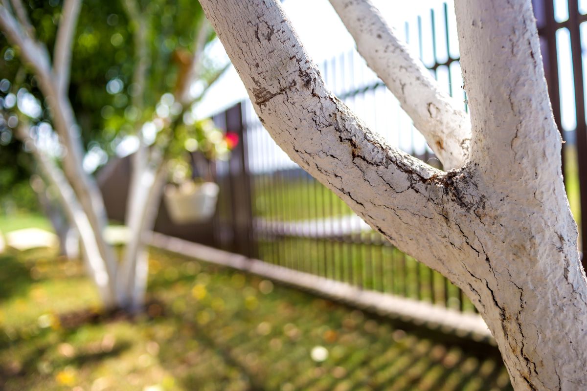 White Painted Trees Ornamental or Armor? Any Town Tree