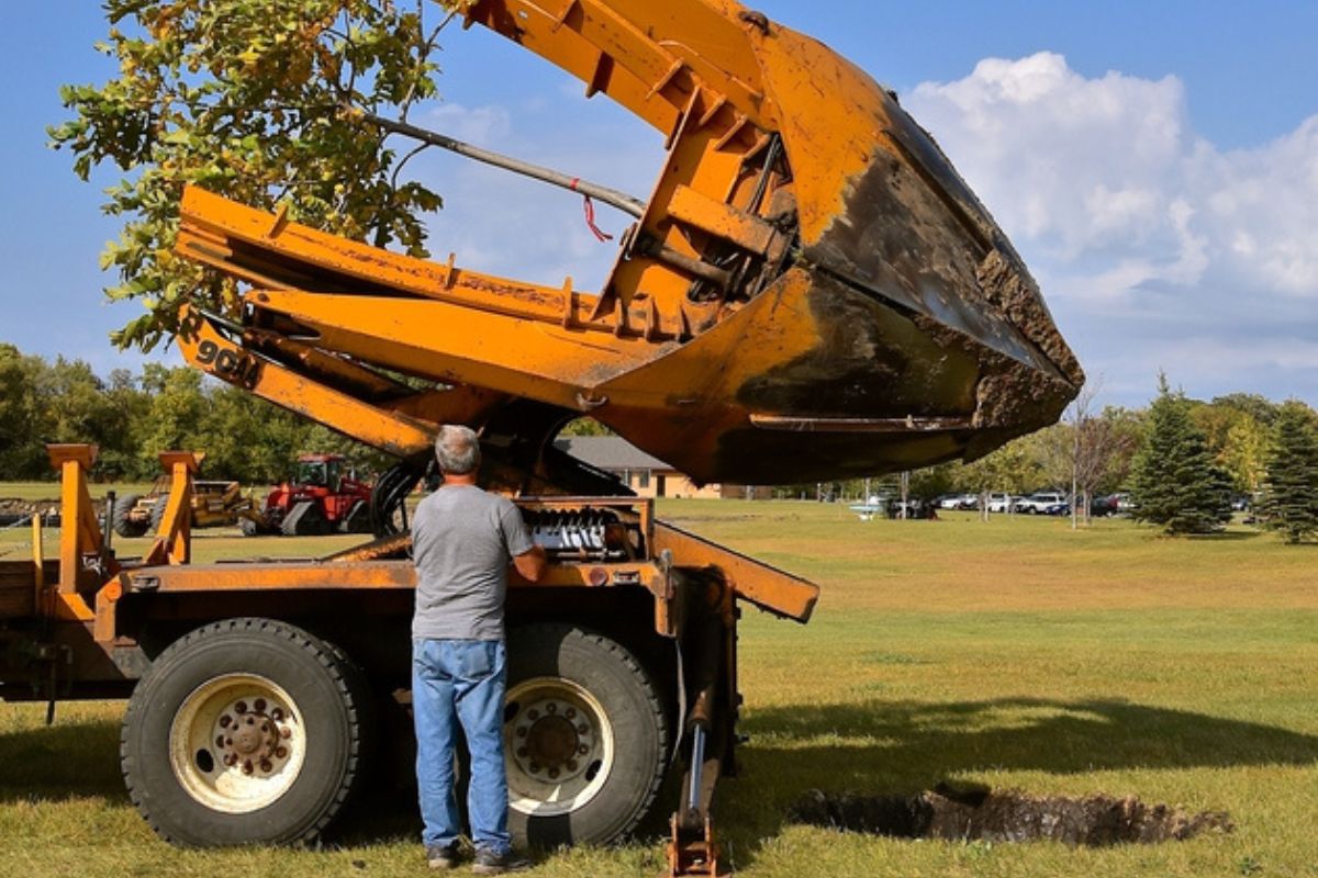 Can This Tree Be Replanted? Any Town Tree
