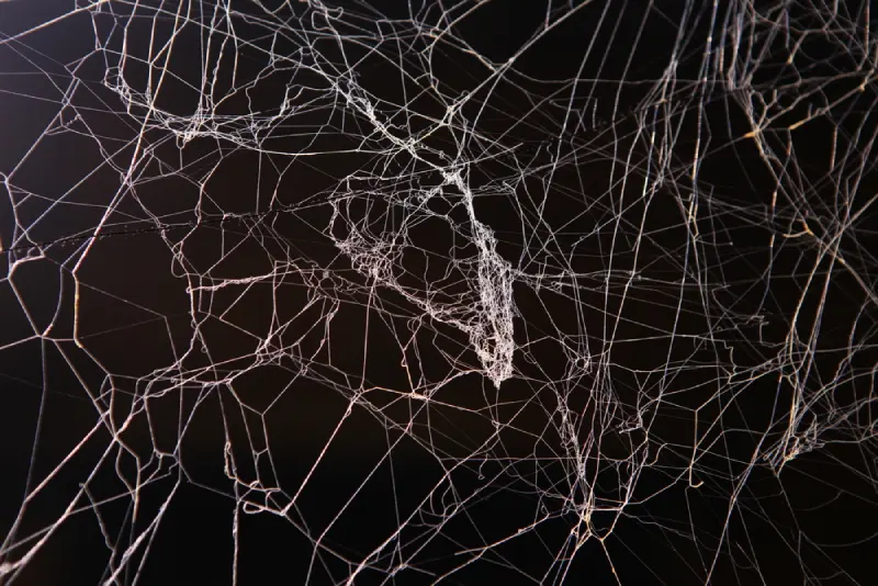 naples-spider-web-tree-solutions