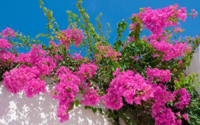 Flowering Shrubs that Can Brighten Up Your Naples, FL Yard