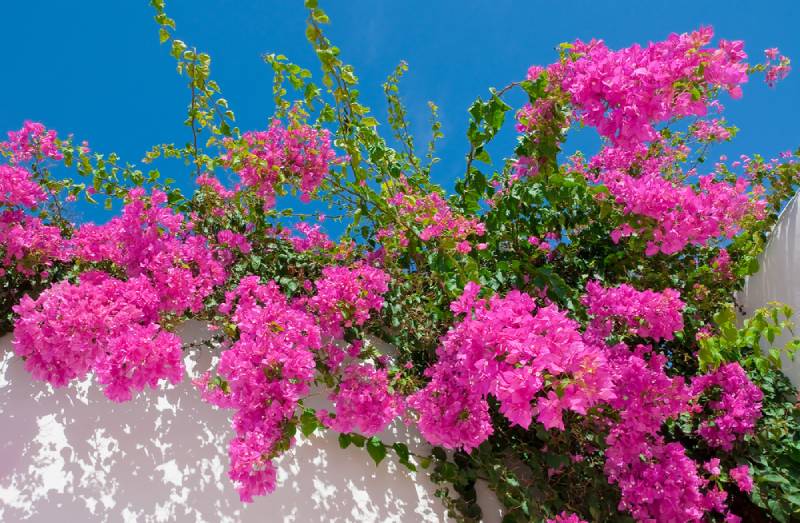 common-shrubs-grow-well-south-florida-naples-any-town-tree