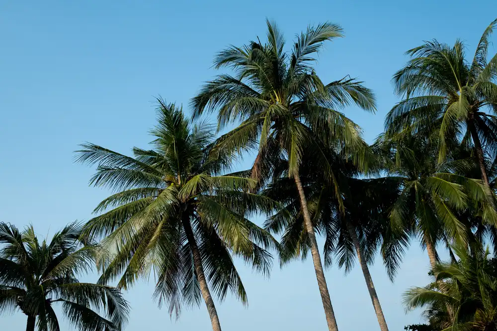 maintain-healthy-florida-trees-in-the-heat