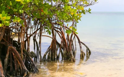 Mangroves: Necessary and Nuisance