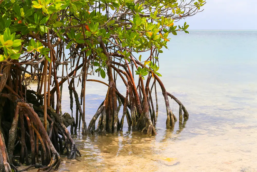 trimming-mangroves-naples-fl-advice-arborist
