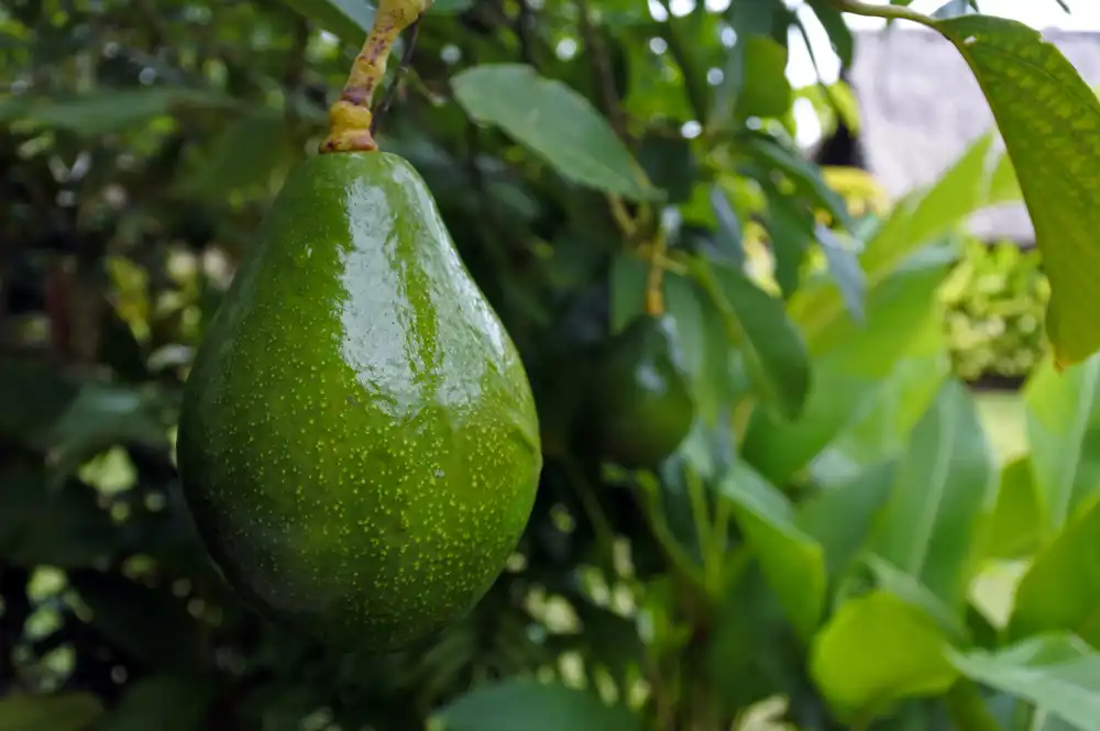 best-product-to-plant-naples-fl-like-Avocado-Tree