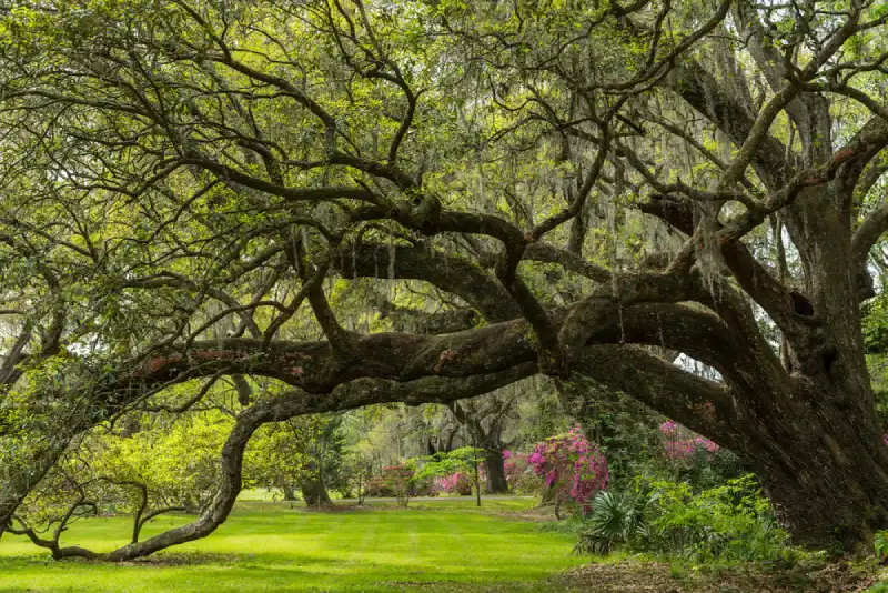 high-maintenance-tree-Southern-Live-Oak