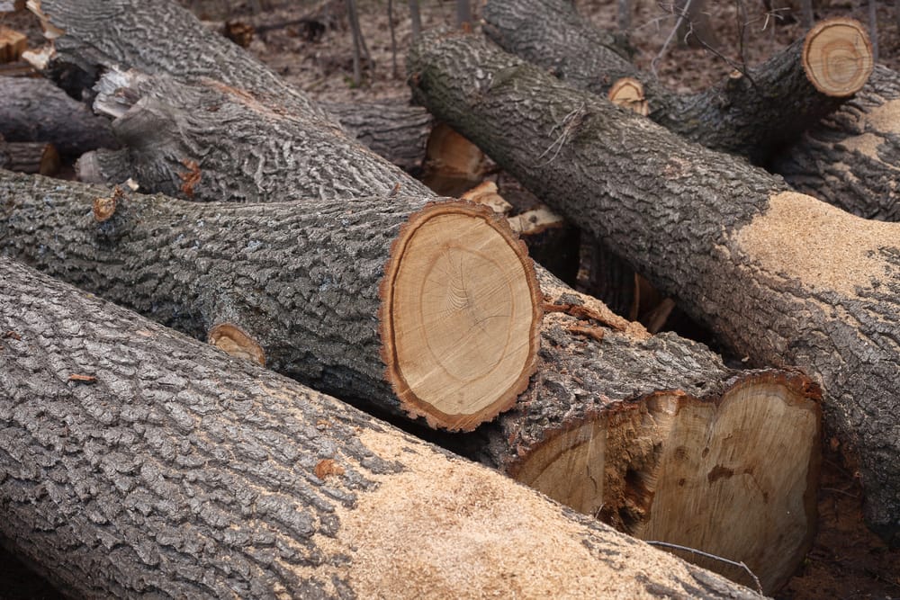 environmental-tree-removal-naples-fl