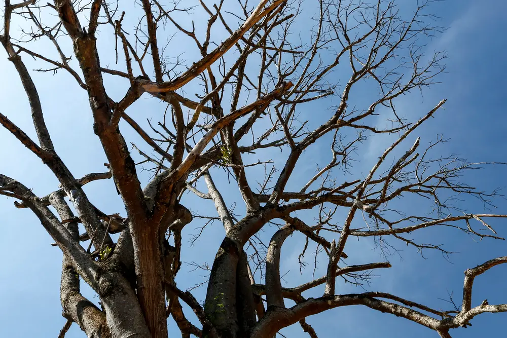 How to Kill a Tree - Any Town Tree