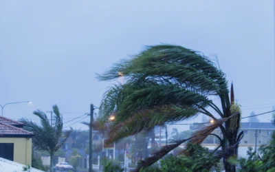 Can Trees Withstand High Winds From Storms?