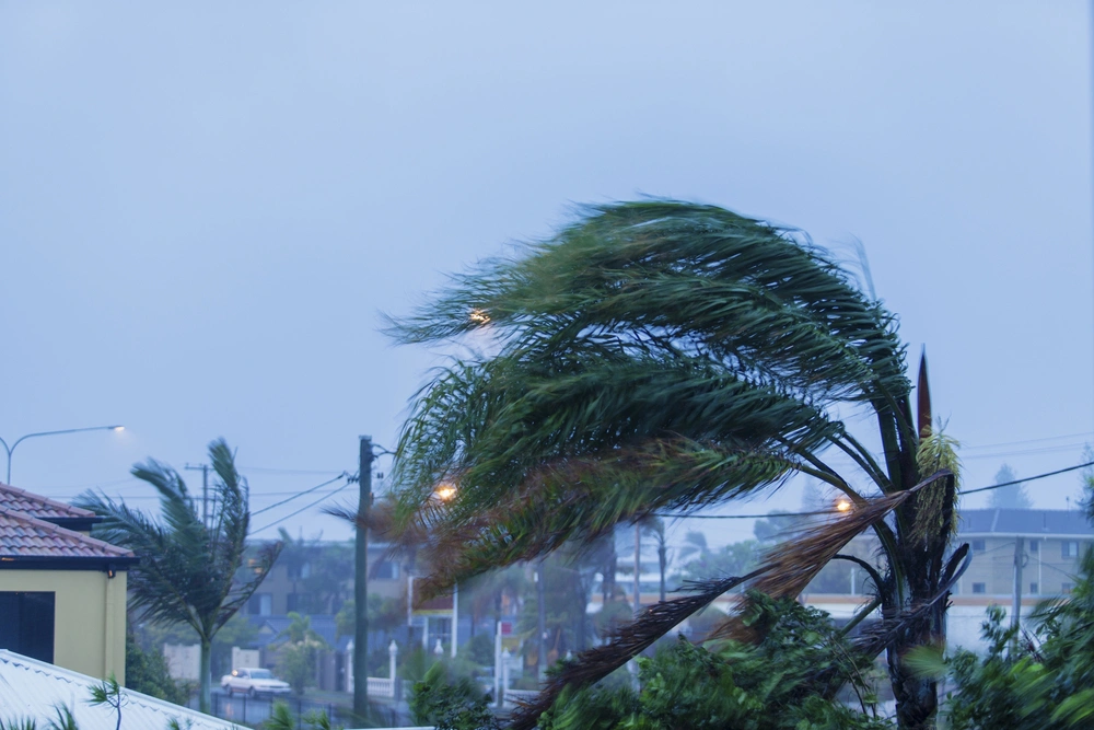 Can Trees Withstand High Winds From Storms - Any Town Tree