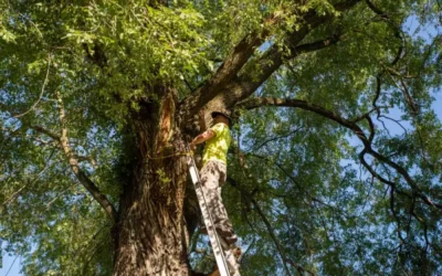 Does Your Home Project Require an Arborist Report?