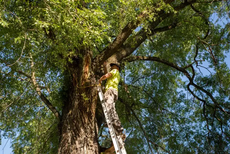 What is An Arborist Report - Any Town Tree