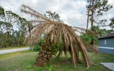 How Do I Know If I Should Remove A Palm Tree?