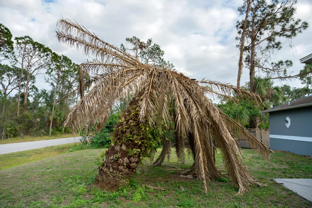 Removing a Palm Tree - Any Town Tree