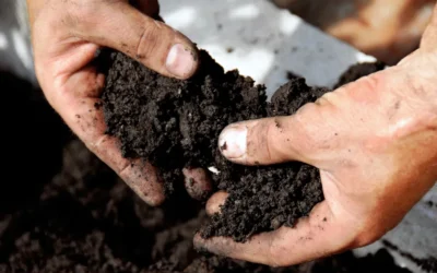Soil Aeration: The Key to Healthier Trees