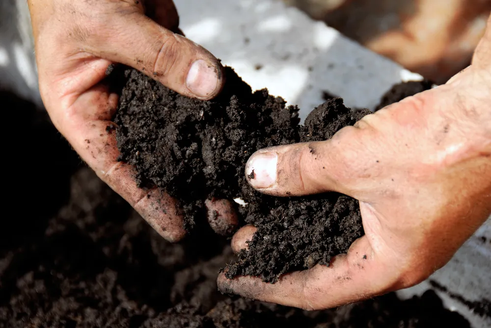 Soil Aeration - Any Town Tree