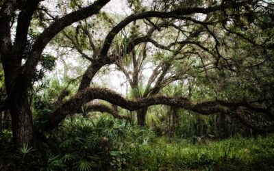 South Florida Trees That Thrive in the Shade