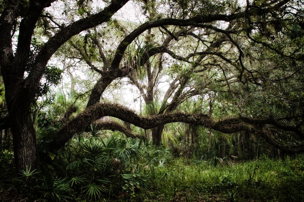 shade-loving-trees-south-florida-naples-fl